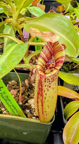 Nepenthes (burbidgeae x veitchii) x mollis AW *Rooted Cuttings*