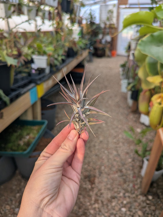 Tillandsia Jonesii