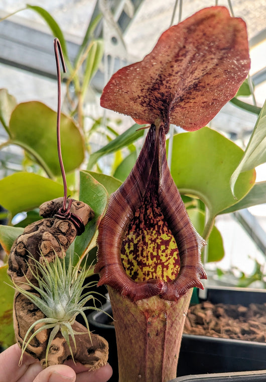 where to buy hanging air plants Hanging Air Plant