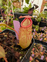 Nepenthes 'Mimi'  ventricosa x (maxima x talangensis) BE-3823