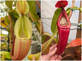 Nepenthes veitchii  x josefita seeds