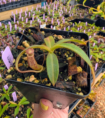 Nepenthes stenophylla BE-3905