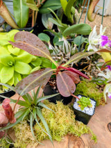 Holiday Carnivore Sampler