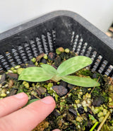 Paphiopedilum purpuratum