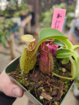 Nepenthes robcantleyi x (burbidgeae x edwardsiana) BE-4023