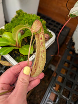 Nepenthes (maxima x boschiana) x truncata *ROOTED BASAL*
