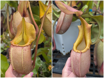 Nepenthes veitchii PRE-3 seeds