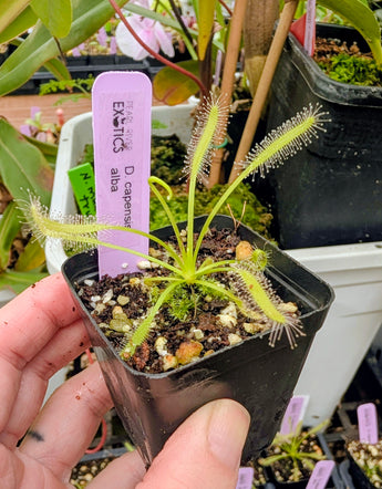 Drosera capensis 'Alba'