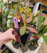 Nepenthes spectabilis x ephippiata BE-4681
