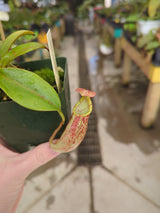 Nepenthes spectabilis x veitchii BE- 3636 *SEED-GROWN*