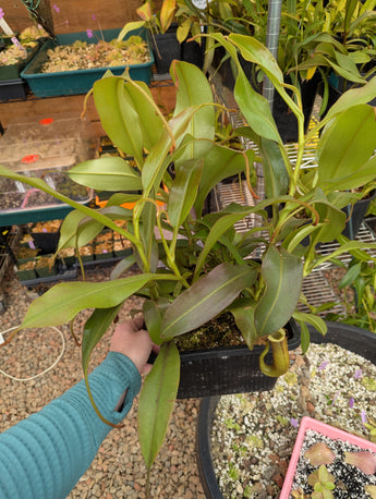 Nepenthes Splendiana x ((veitchii x maxima) x veitchii) *ROOTED CUTTINGS*