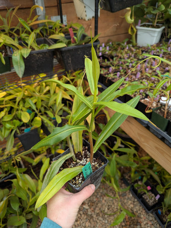 Nepenthes gymnamphora *ROOTED CUTTINGS*