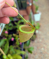 Nepenthes tenuis BE-4049	*ROOTED TIP CUTTINGS*