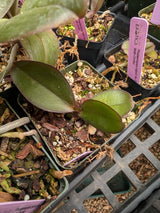 Phalaenopsis hybrid No ID