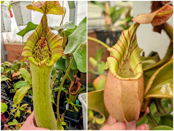 Nepenthes truncata (C) x veitchii BE-3734 Seeds