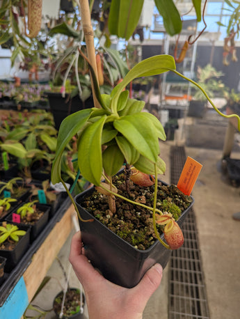 Nepenthes mira BE-3868 *SPECIMEN*