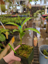 Nepenthes thorelii x aristolochioides *Rooted cutting*