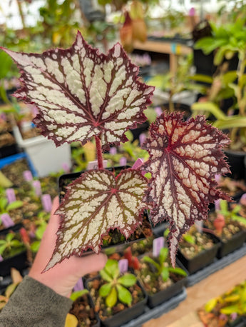 Begonia 'Summer Storm'