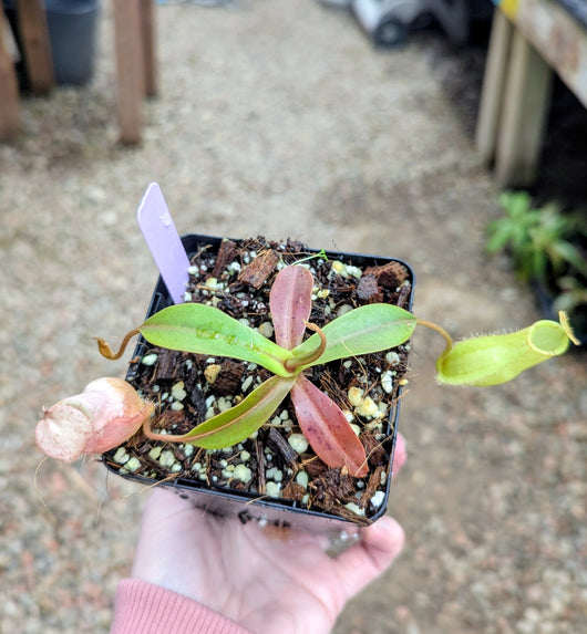Nepenthes spectabilis x ampullaria BE-4587