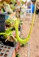 Nepenthes truncata (C) x carunculata Seeds