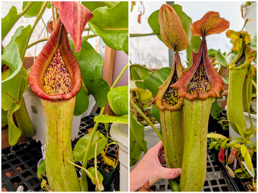 Nepenthes truncata (Gertie x Amos) Seeds