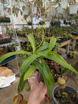 Nepenthes ventricosa (Madja-as) BE-3278
