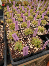 Drosera spatulata mini clusters