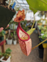 Nepenthes glandulifera x veitchii BE-3689 *SPECIMEN*