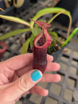 Nepenthes singalana x (burbidgeae x edwardsiana) BE-3984