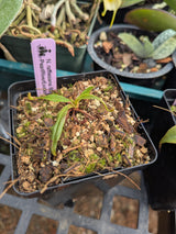Nepenthes rafflesiana (Brunei) BE-3141