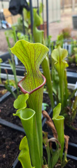 Sarracenia oreophila clay CO x "Hot Lips"