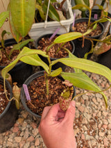 Nepenthes (burbidgeae x veitchii) x mollis AW *Rooted Cuttings*
