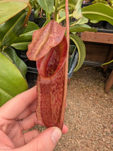 Nepenthes rajah x eymae AW