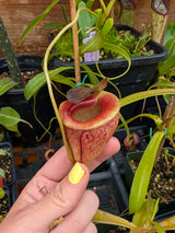 Nepenthes tenuis BE-4049	*ROOTED TIP CUTTINGS*
