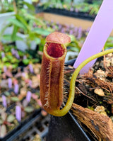 N. (lowii × tentaculata) × lowii  BE-4700