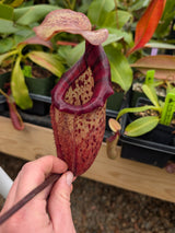 Nepenthes x Alisaputrana BE-3865 *SEED-GROWN*
