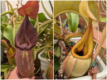 Nepenthes robcantleyi x veitchii Seeds