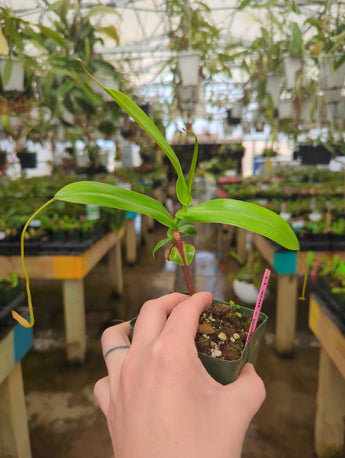 Nepenthes ventricosa x hamata BE-3672 *Rooted cuttings*