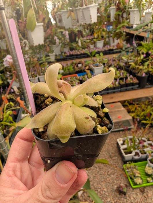 Pinguicula 'marciano'