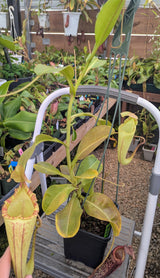 Nepenthes maxima x (lowii x macrophylla) BE-3709 *SPECIMEN*