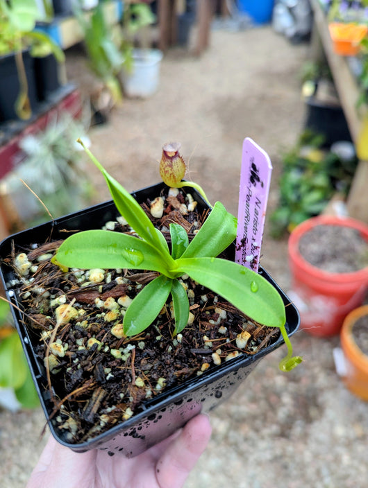 Nepenthes aristolochioides x burkei BE-3832