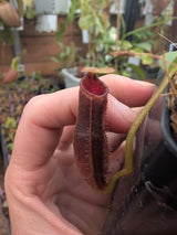 N. (lowii × tentaculata) × lowii  BE-4700