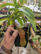 Nepenthes ventricosa "Black Peristome"