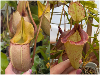 Nepenthes veitchii x platychila seeds