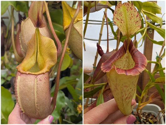 Nepenthes veitchii x platychila seeds