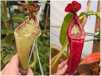 Nepenthes glandulifera x josefita seeds