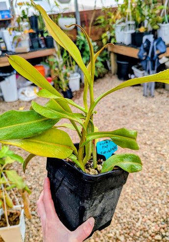Nepenthes burbidgeae x platychila *ROOTED CUTTINGS*