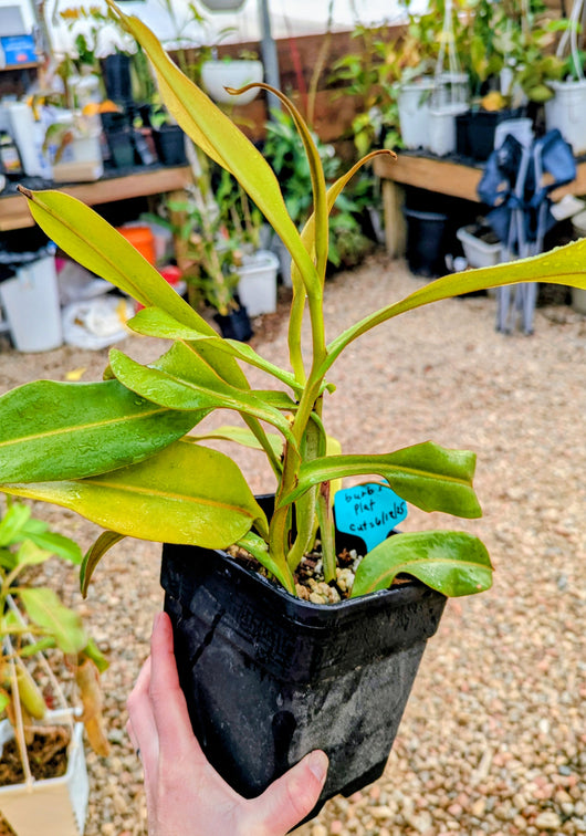 Nepenthes burbidgeae x platychila *ROOTED CUTTINGS*