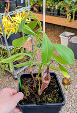 Nepenthes zakriana “Triplet” *ROOTED CUTTING SPECIMEN*