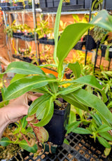 Nepenthes x Red Leopard *SPECIMEN*
